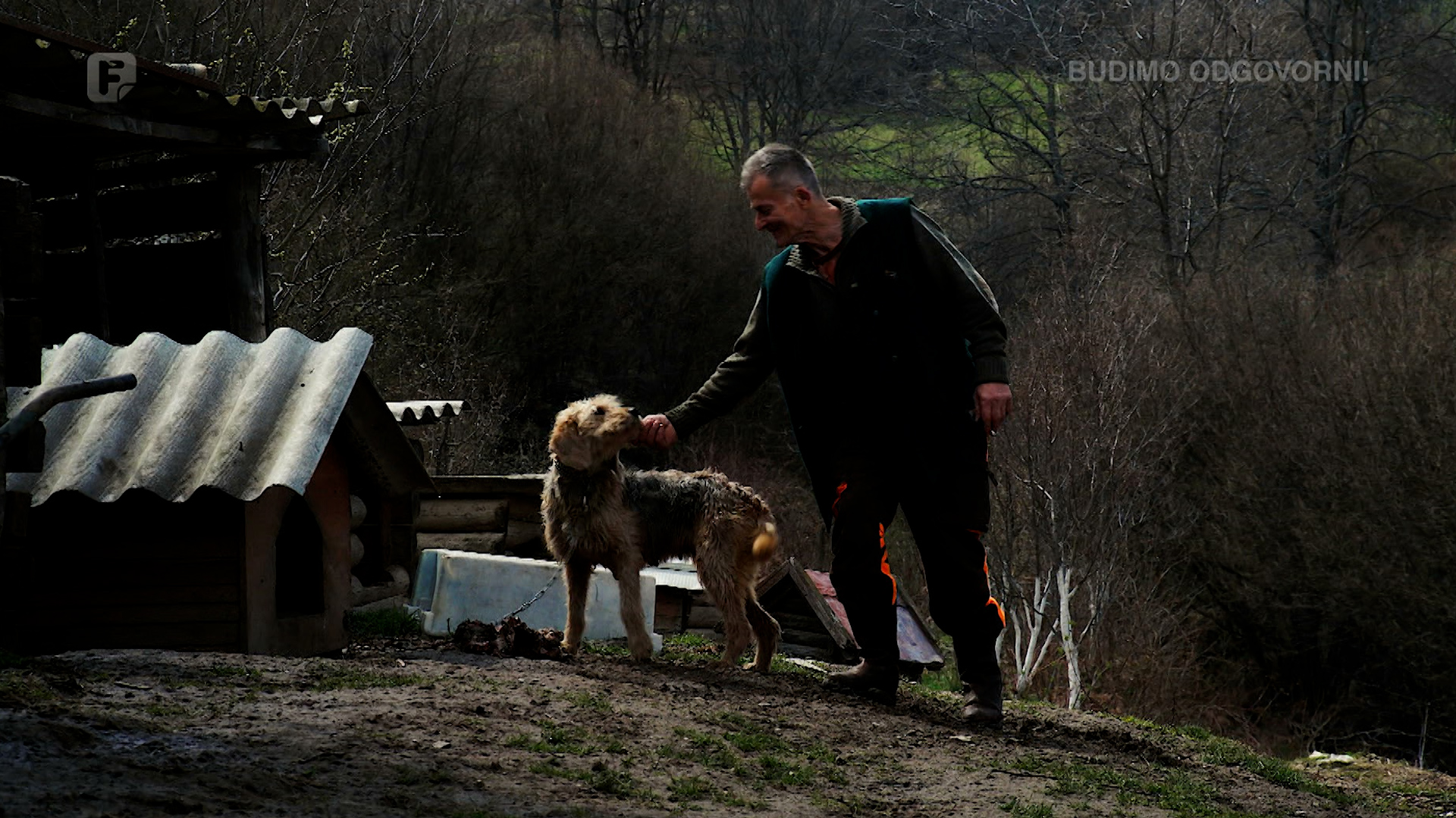 Bosanski barak - uporan, hrabar, lojalan i istrajan lovački pas